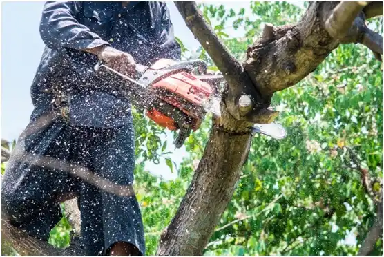 tree services Eureka Mill